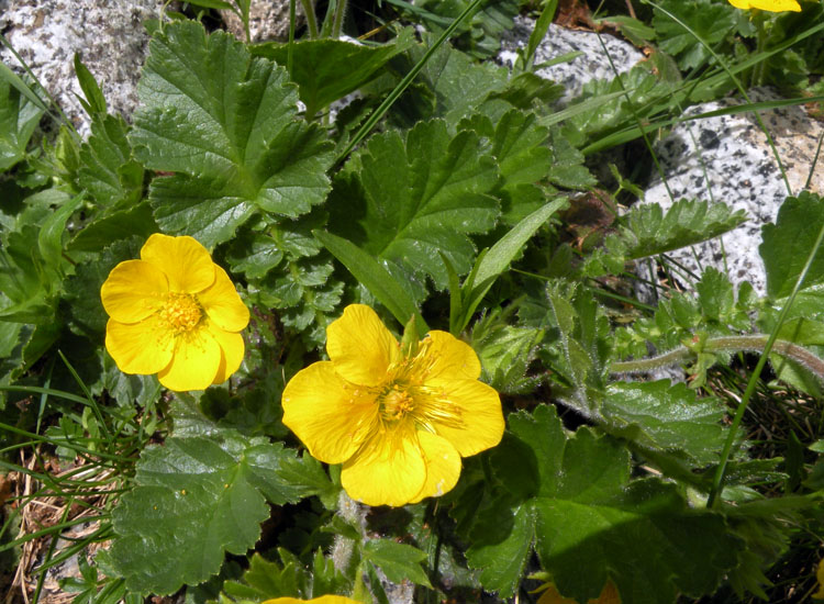 Fiori e frutti di Geum montanum